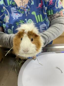 Rescue Guinea Pig Guinea Pigs for Adoption in Aliquippa, Pennsylvania - MATCHA | PetCurious